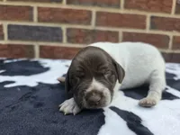 Female 1, a female German Shorthaired Pointer for sale in Penhook, VA – 3 of 4