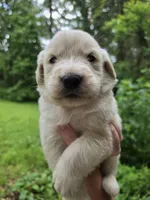 Male 1, a male Great Pyrenees and Golden Retriever for sale in Penhook, VA – 3 of 4