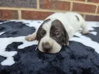 Female 4, a female German Shorthaired Pointer for sale in Penhook, VA – 6 of 6