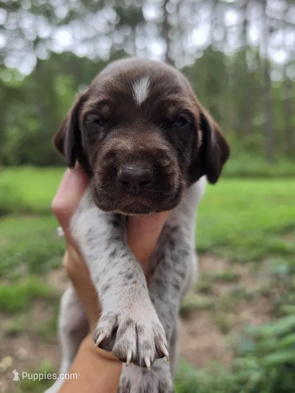Male 1 – German Shorthaired Pointer puppy for sale in Penhook, VA