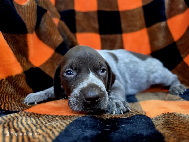 Female 3 – German Shorthaired Pointer puppy for sale in Penhook, VA