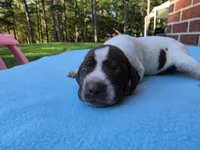 Male 3, a male German Shorthaired Pointer for sale in Penhook, VA – 4 of 7