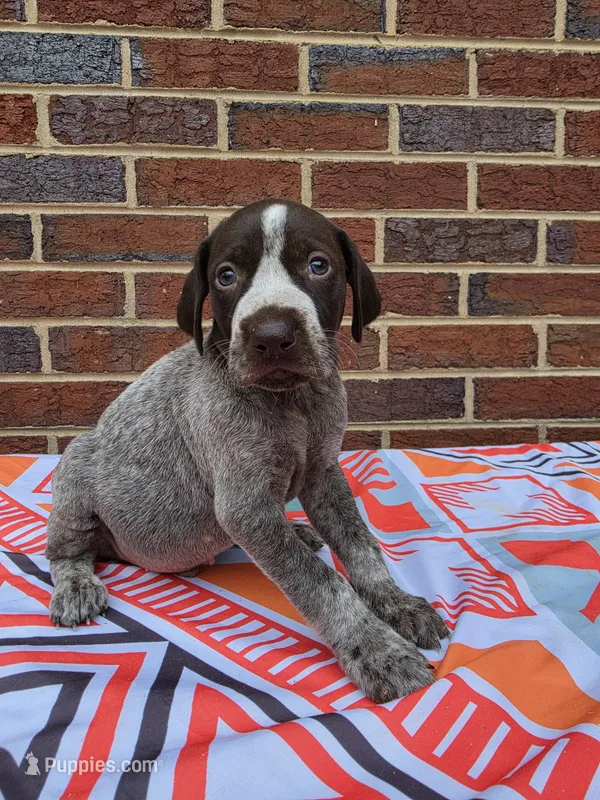 AKC Male – German Shorthaired Pointer puppy for sale in Penhook, VA