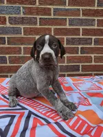AKC Male, a male German Shorthaired Pointer for sale in Penhook, VA – 1 of 8