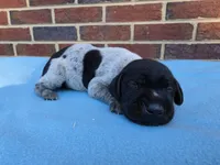 Male 2, a male German Shorthaired Pointer for sale in Penhook, VA – 8 of 8