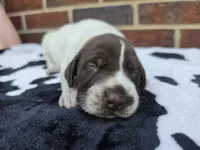 Female 3, a female German Shorthaired Pointer for sale in Penhook, VA – 2 of 5