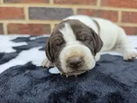 Female 2, a female German Shorthaired Pointer for sale in Penhook, VA – 3 of 4