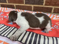 Male 5, a female German Shorthaired Pointer for sale in Penhook, VA – 2 of 7
