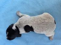 Male 4, a male German Shorthaired Pointer for sale in Penhook, VA – 5 of 7