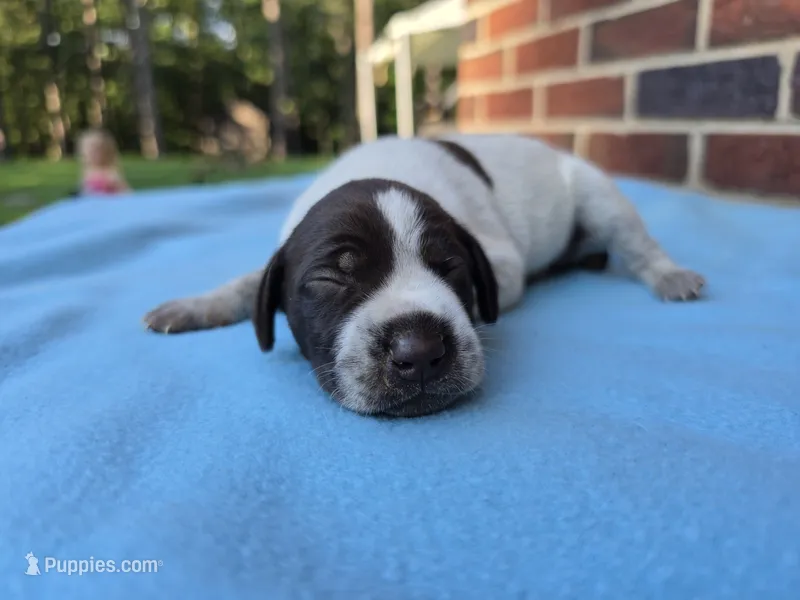 Male 1 – German Shorthaired Pointer puppy for sale in Penhook, VA