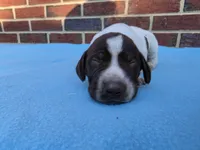 Male 3, a male German Shorthaired Pointer for sale in Penhook, VA – 2 of 7