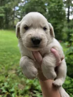Male 2, a male Great Pyrenees and Golden Retriever for sale in Penhook, VA – 2 of 5