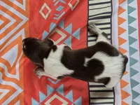 Male 3, a female German Shorthaired Pointer for sale in Penhook, VA – 6 of 7