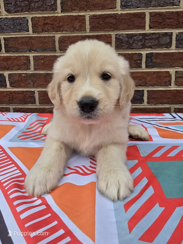 Male 2 – Great Pyrenees, Golden Retriever puppy for sale in Penhook, VA