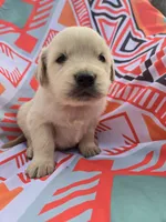 Male 1, a male Golden Retriever and English Cream Golden Retriever for sale in Penhook, VA – Photo 4 of 7