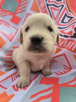 Male 1, a male Golden Retriever and English Cream Golden Retriever for sale in Penhook, VA – Photo 3 of 7