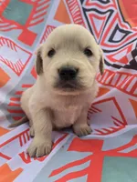 Male 1, a male Golden Retriever and English Cream Golden Retriever for sale in Penhook, VA – Photo 7 of 7