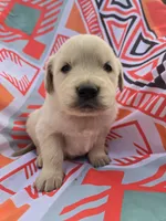 Male 1, a male Golden Retriever and English Cream Golden Retriever for sale in Penhook, VA – Photo 5 of 7