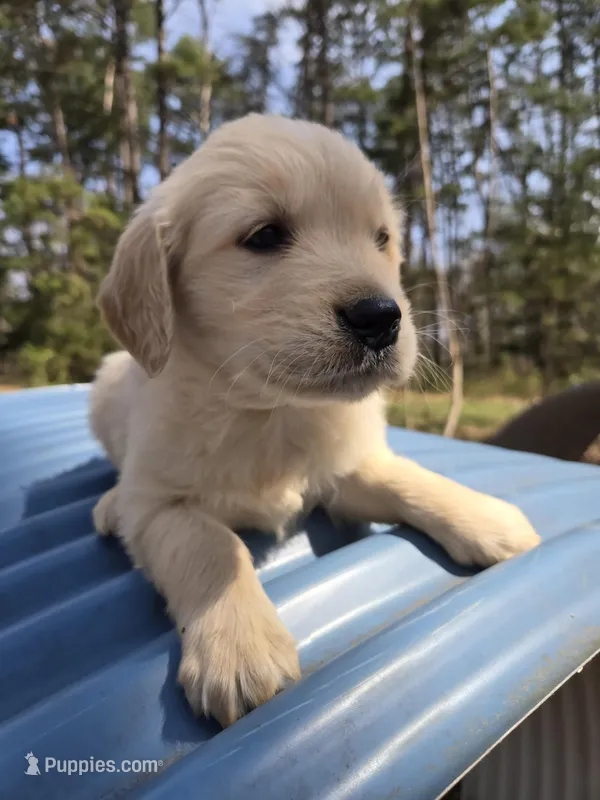 Male 1 – Golden Retriever, English Cream Golden Retriever puppy for sale in Penhook, VA