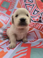 Male 1, a male Golden Retriever and English Cream Golden Retriever for sale in Penhook, VA – Photo 6 of 7