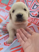 Male 1, a male Golden Retriever and English Cream Golden Retriever for sale in Penhook, VA – Photo 1 of 7