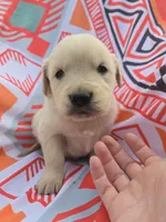 Male 1, a male Golden Retriever and English Cream Golden Retriever for sale in Penhook, VA – Photo 2 of 7
