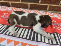Male 5, a female German Shorthaired Pointer for sale in Penhook, VA – 5 of 7