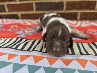 Male 5, a female German Shorthaired Pointer for sale in Penhook, VA – 3 of 7