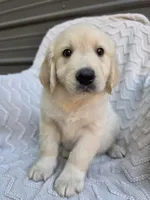 Male Ready Today, a male Great Pyrenees and Golden Retriever for sale in Penhook, VA – 3 of 6