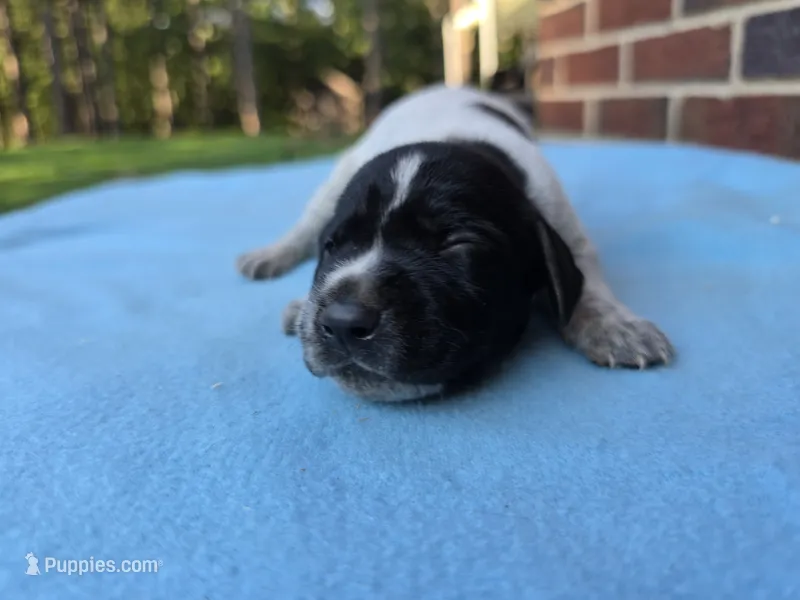 Male 4 – German Shorthaired Pointer puppy for sale in Penhook, VA