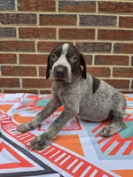 AKC Male, a male German Shorthaired Pointer for sale in Penhook, VA – 4 of 8