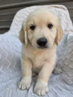 Male Ready Today, a male Great Pyrenees and Golden Retriever for sale in Penhook, VA – 2 of 6