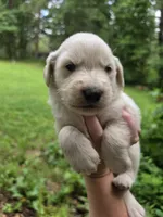 Male 2, a male Great Pyrenees and Golden Retriever for sale in Penhook, VA – 1 of 5
