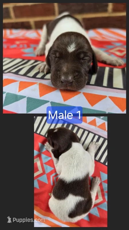 Male 1 – German Shorthaired Pointer puppy for sale in Penhook, VA