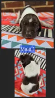 Male 1, a female German Shorthaired Pointer for sale in Penhook, VA – 1 of 6