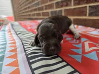 Male 4, a female German Shorthaired Pointer for sale in Penhook, VA – 3 of 6