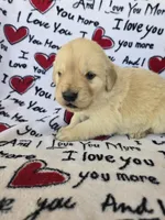 Male 2, a male Golden Retriever for sale in Penhook, VA – Photo 6 of 6