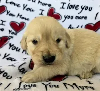 Male 2, a male Golden Retriever for sale in Penhook, VA – Photo 1 of 6