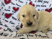 Male 2, a male Golden Retriever for sale in Penhook, VA – Photo 5 of 6