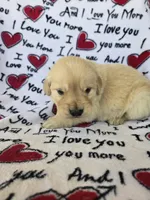 Male 2, a male Golden Retriever for sale in Penhook, VA – Photo 3 of 6