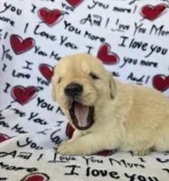 Male 2, a male Golden Retriever for sale in Penhook, VA – Photo 2 of 6