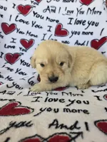 Male 2, a male Golden Retriever for sale in Penhook, VA – Photo 4 of 6