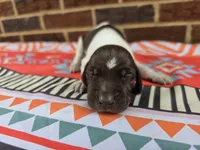 Male 1, a female German Shorthaired Pointer for sale in Penhook, VA – 2 of 6