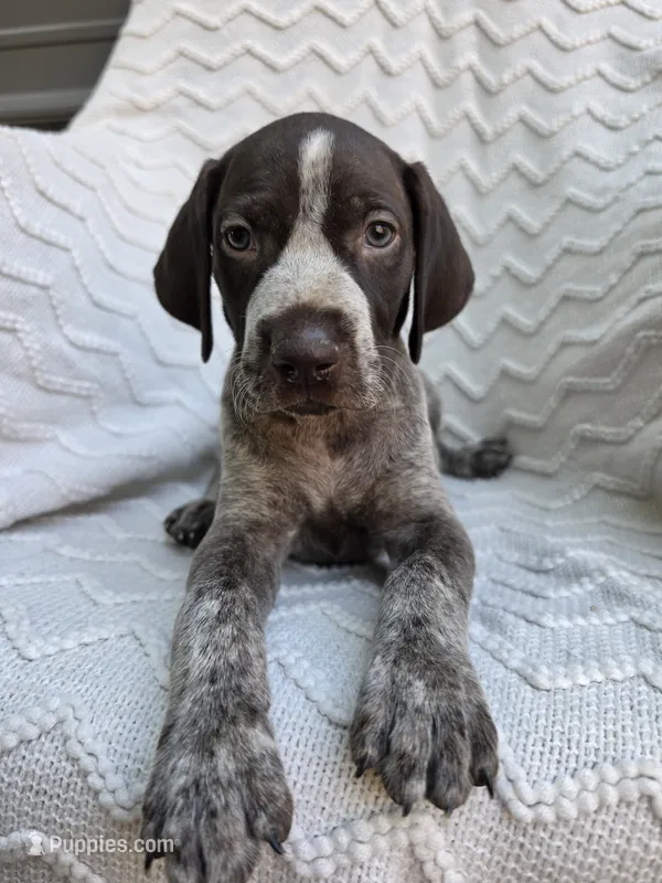 AKC Male – German Shorthaired Pointer puppy for sale in Penhook, VA