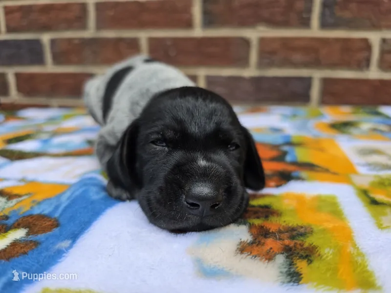 Male 2 – German Shorthaired Pointer puppy for sale in Penhook, VA