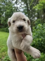 Male 1, a male Great Pyrenees and Golden Retriever for sale in Penhook, VA – 2 of 4