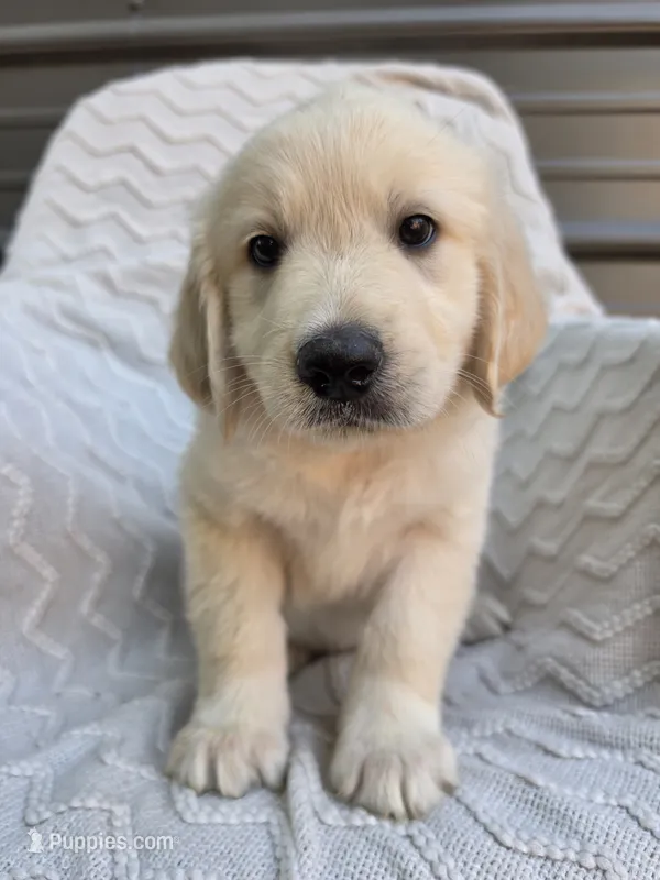 Male 1 – Great Pyrenees, Golden Retriever puppy for sale in Penhook, VA