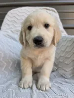 Male Ready Today, a male Great Pyrenees and Golden Retriever for sale in Penhook, VA – 1 of 6