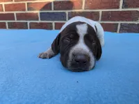 Male 3, a male German Shorthaired Pointer for sale in Penhook, VA – 3 of 7