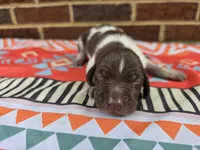 Male 5, a female German Shorthaired Pointer for sale in Penhook, VA – 6 of 7